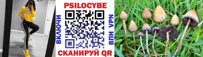 дарнет шоп  Электрогорск  shop клад  Галлюциногенные грибы Psilocybe 